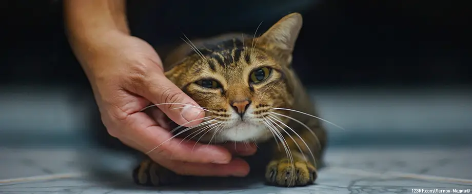 У кошки выпадает шерсть: что делать?