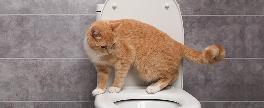 Как отучить кота метить
