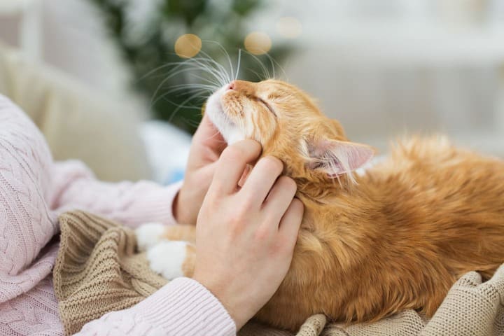 Кошка беспокойная после родов — что делать?