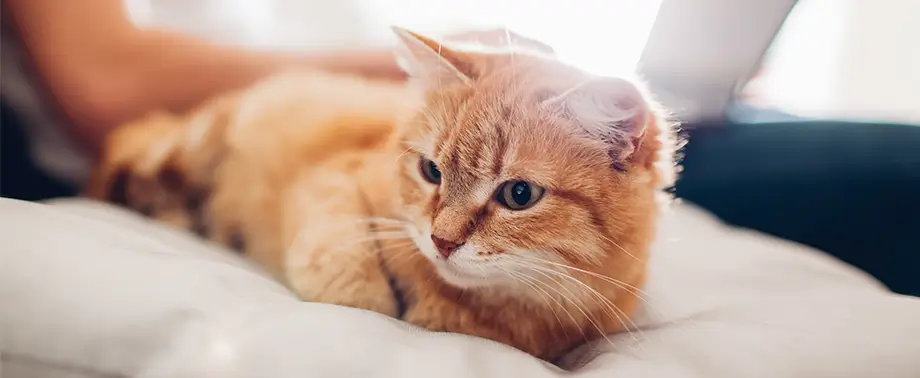 Гастрит у кошек