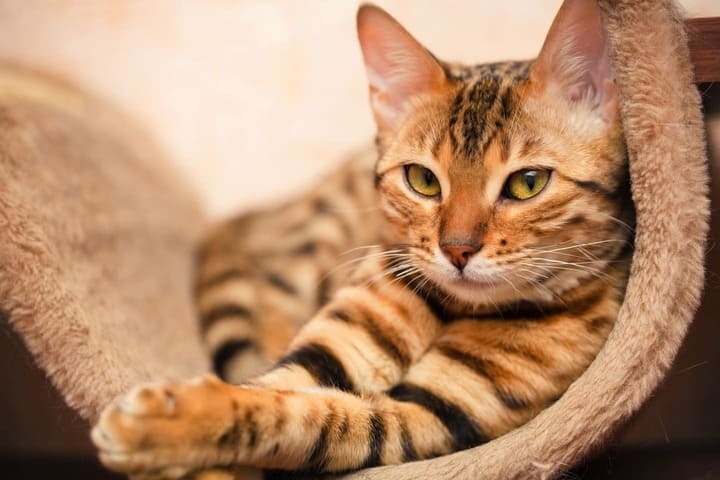Воспаление десен у кошек