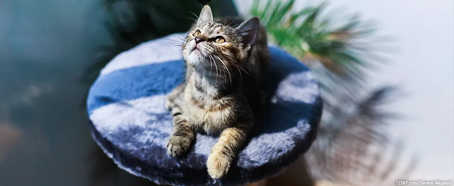 Сколько лет кошке по человеческим меркам?