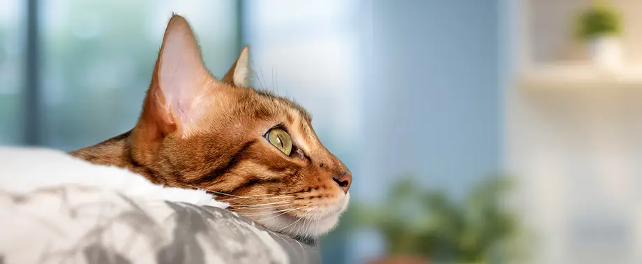 Сколько лет кошке по человеческим меркам?