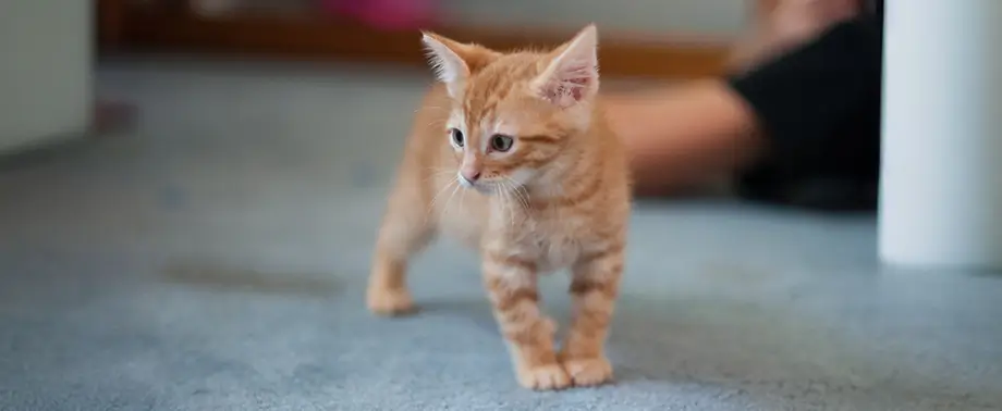 Котенок не пьет воду, что делать?