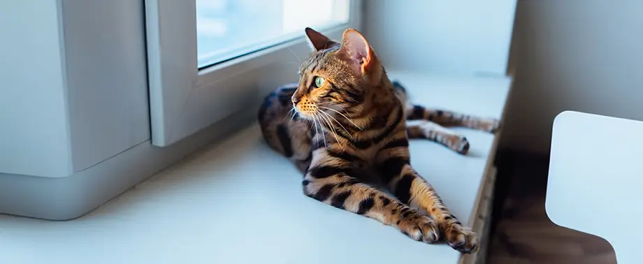 Пневмония у кошек