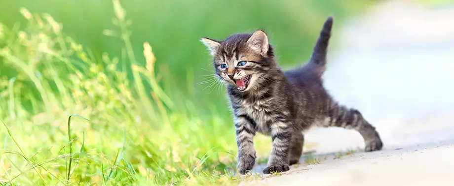 Котенок дрожит