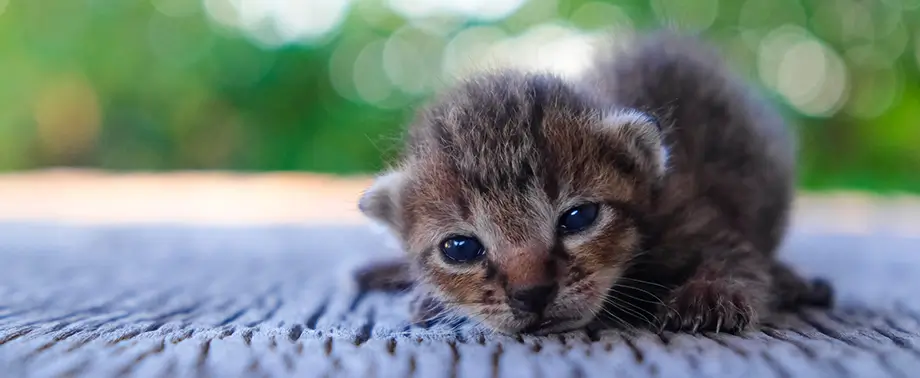 У котенка гноятся глаза: что делать?