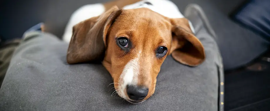 Гепатит у собак