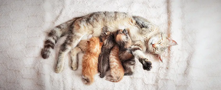 Поведение кошки после родов