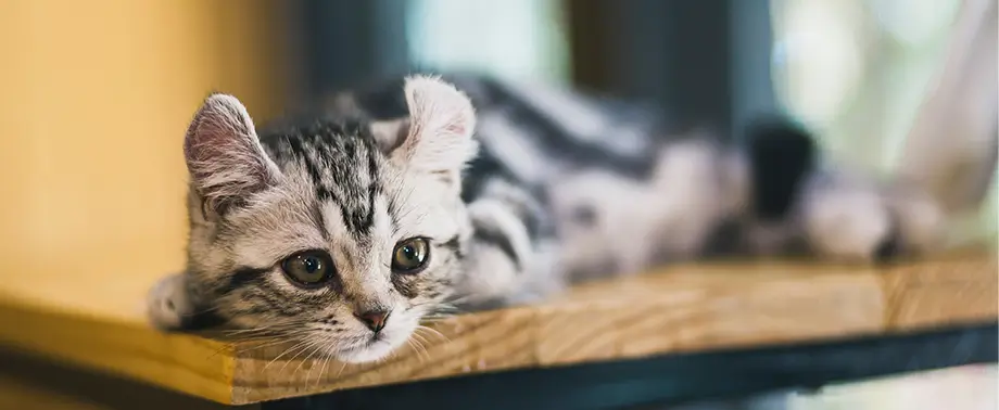 Чем кормить котенка?