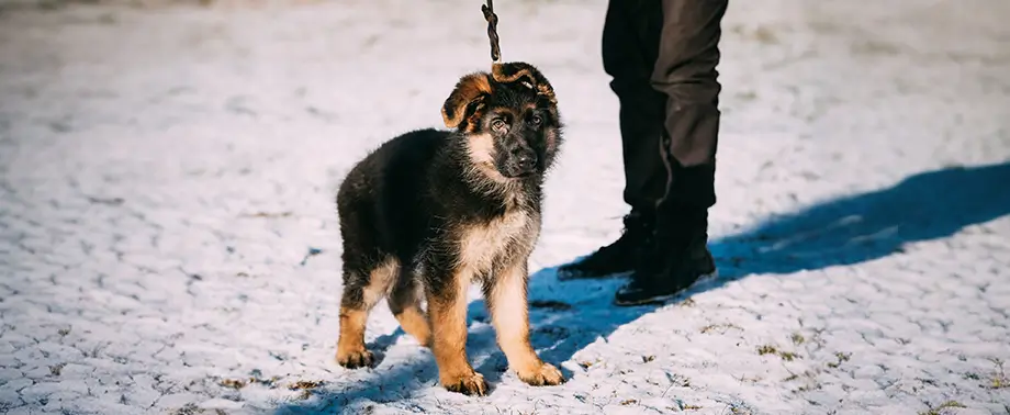 Клички для щенков больших собак