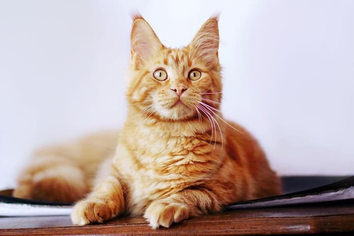Отравление у кошек