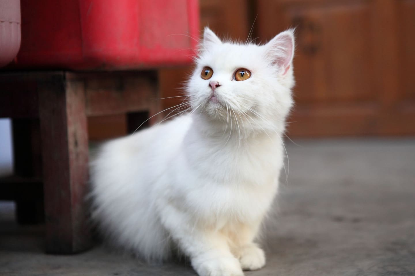 Грибок у кошек