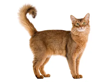 Сомалийская кошка