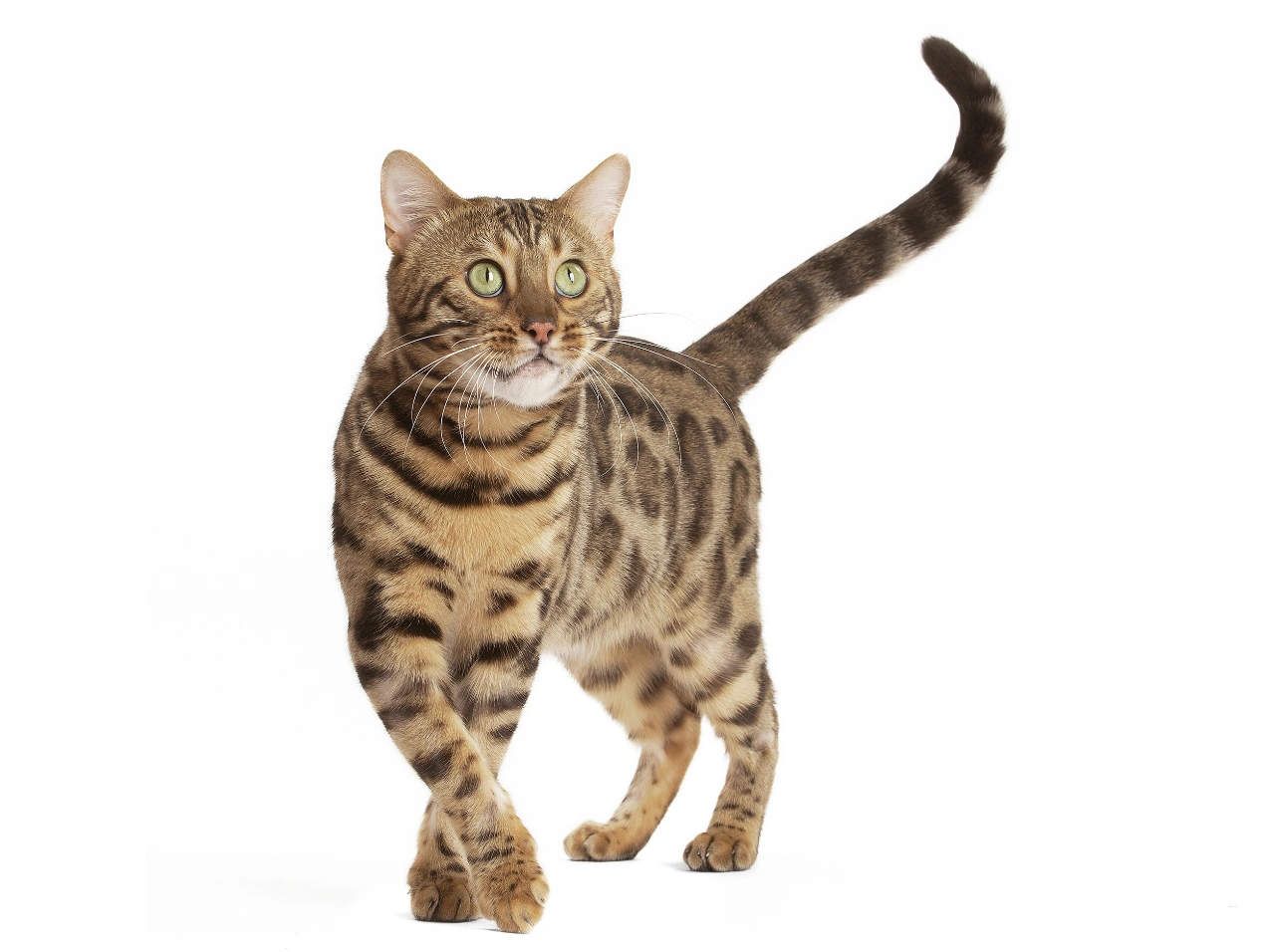 Бенгальская кошка
