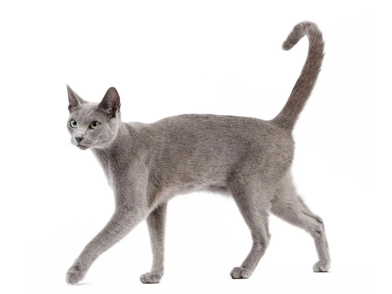 Русская голубая кошка