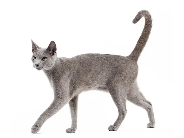 Русская голубая кошка