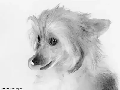 Китайская хохлатая собака