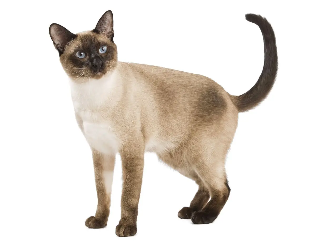 Тайская кошка