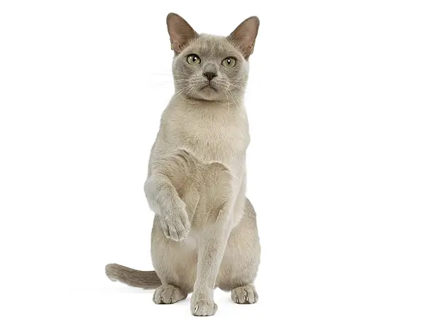 Бурманская кошка