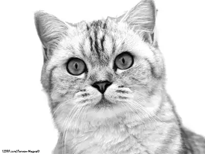 Шотландская прямоухая кошка