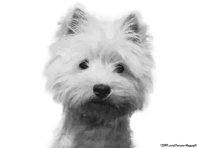 Вест-хайленд-уайт-терьер