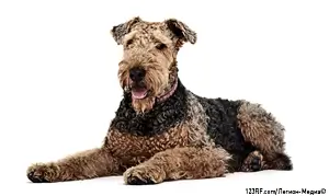 Эрдельтерьер