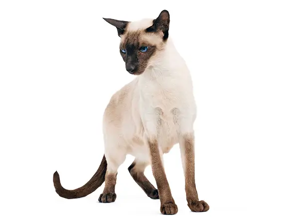 Сиамская кошка