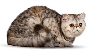 Экзотическая кошка