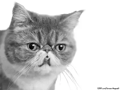 Экзотическая кошка