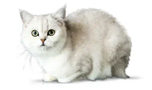 Британская шиншилла