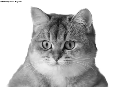 Британская шиншилла