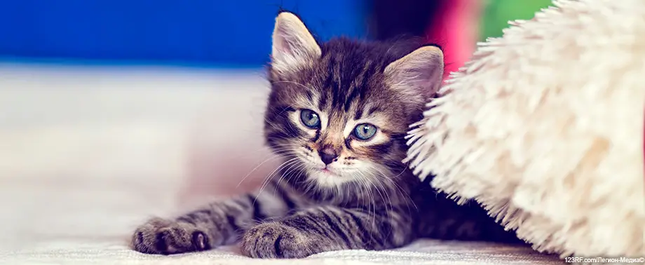 Как приручить котенка