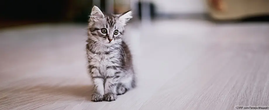 Вздутие живота у котенка