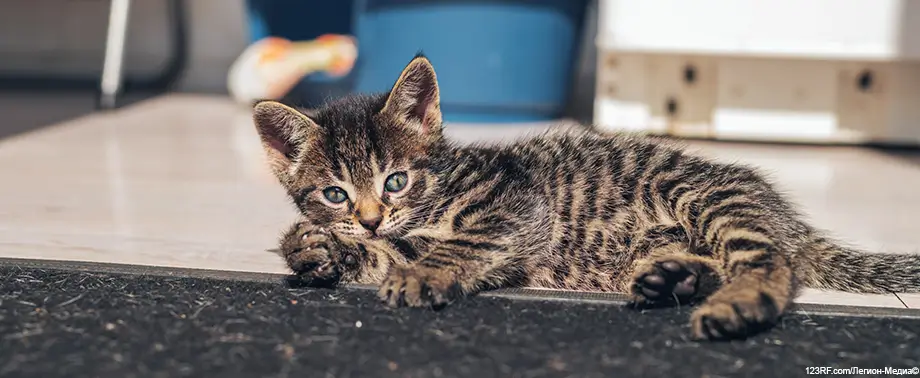 Скелет кошки