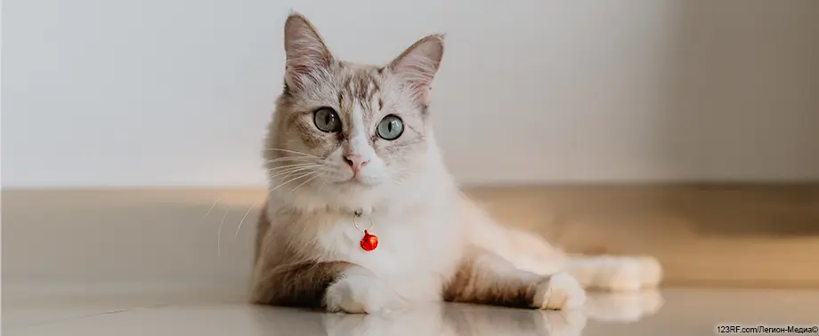 Язык тела кошки