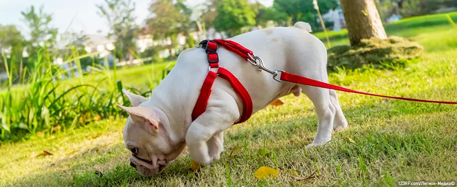Почему собака ест траву: какие могут быть причины и опасно ли это?