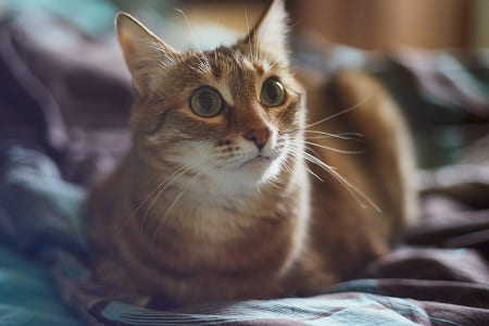 Блохи у кошек