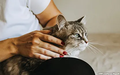 Аллергия на кошек