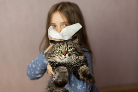Аллергия на кошек