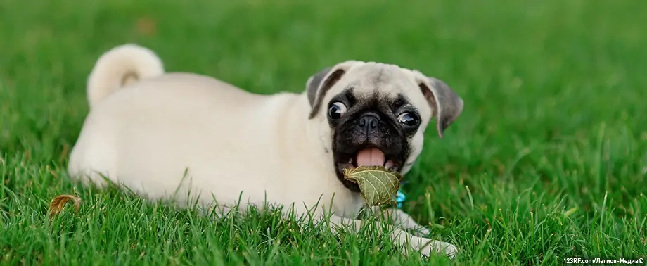 Аллергия на мопсов