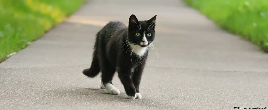 Абсцесс у кошек: симптомы и как лечить