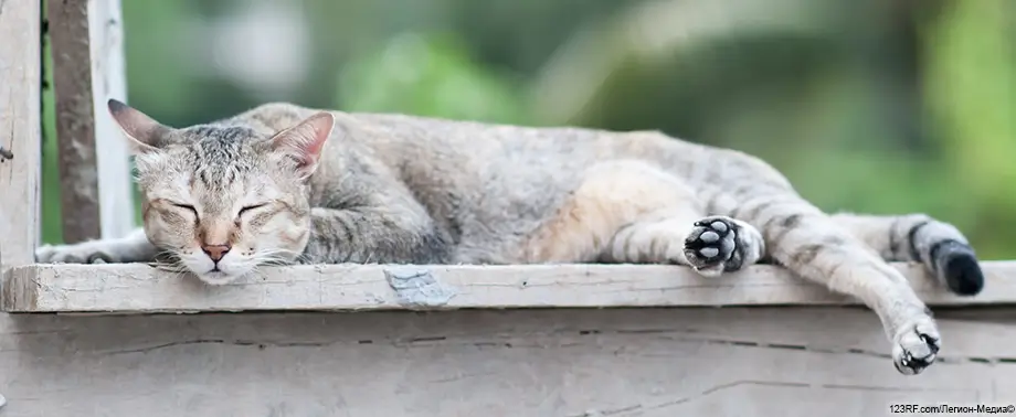 Гемобартонеллез у кошки: симптомы, диагностика и лечение