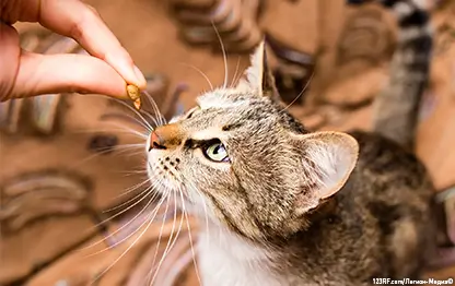 Как правильно кормить кошку?