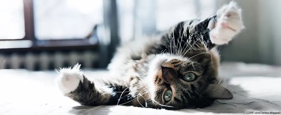 Кошка кашляет и хрипит – 7 причин кашля у питомца и что делать?