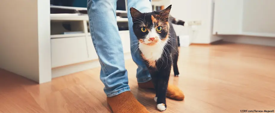 Ложная беременность у кошки – основные симптомы и лечение