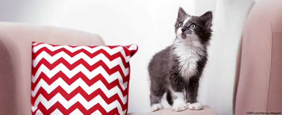 Микоплазмоз у кошек — все о патологии