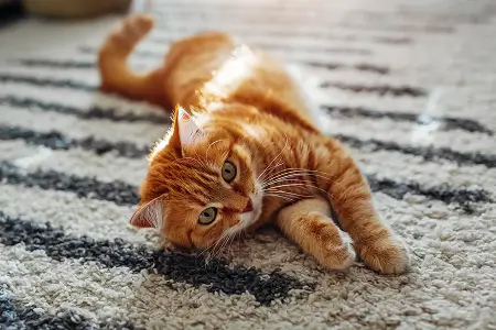 Почему кошка чихает?