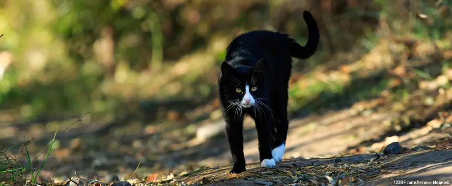 Почему кошка ест мух – нормально ли это или опасно?