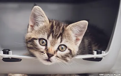 Когда начинать приучение котенка к туалету?